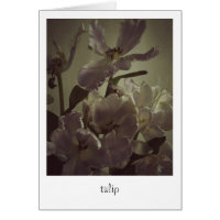 "tulip" van Heidi Rondak Photography