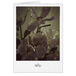 "tulip" van Heidi Rondak Photography