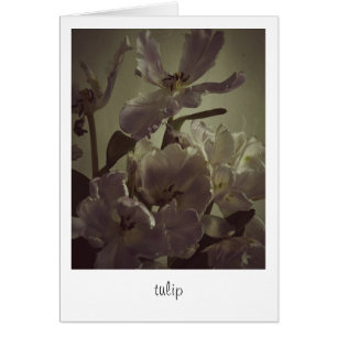 "tulip" van Heidi Rondak Photography