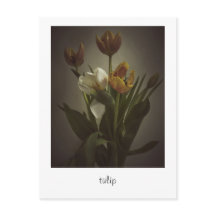 "tulip" van Heidi Rondak Photography