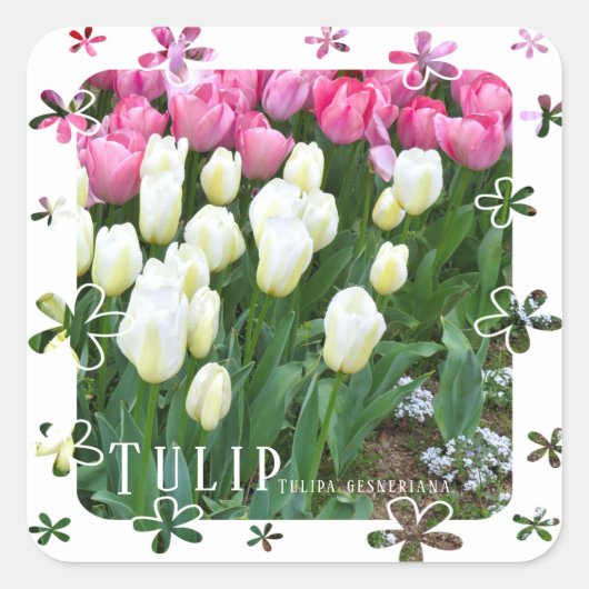 Tulip Vierkante Sticker (Voorkant)
