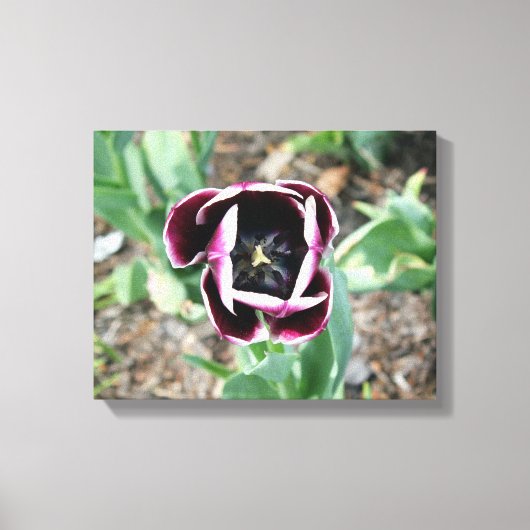 Tulip Wrapped Canvas (Voorkant)