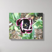 Tulip Wrapped Canvas Afdruk (Voorkant)