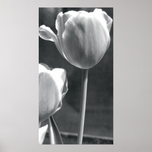 Tulip zwart-wit poster