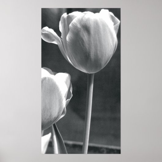 Tulip zwart-wit poster (Voorkant)