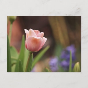Tulipa Briefkaart
