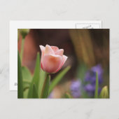 Tulipa Briefkaart (Voorkant / Achterkant)
