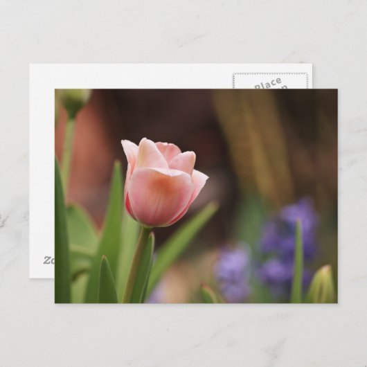 Tulipa Briefkaart (Voorkant / Achterkant)