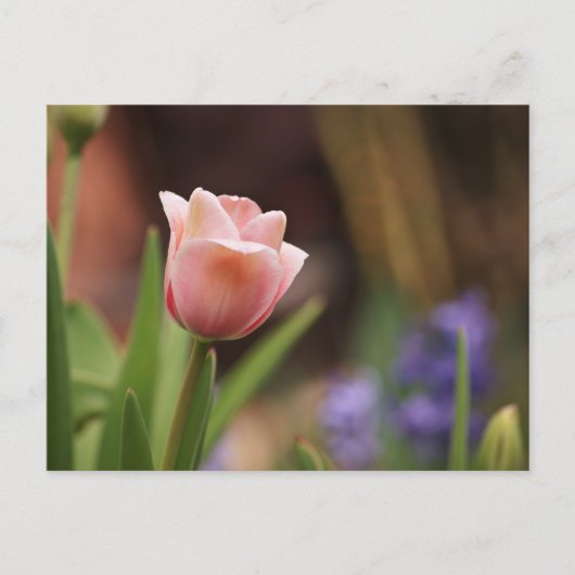 Tulipa Briefkaart (Voorkant)