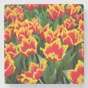 Tulipa Fabio, Keukenhof, Nederland Stenen Onderzetter