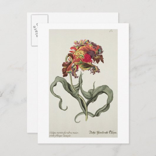 Tulipa Monstrosa Rubra Maior uit 'Phythanthoza Ic Briefkaart (Voorkant / Achterkant)