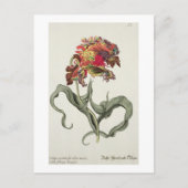 Tulipa Monstrosa Rubra Maior uit 'Phythanthoza Ic Briefkaart (Voorkant)