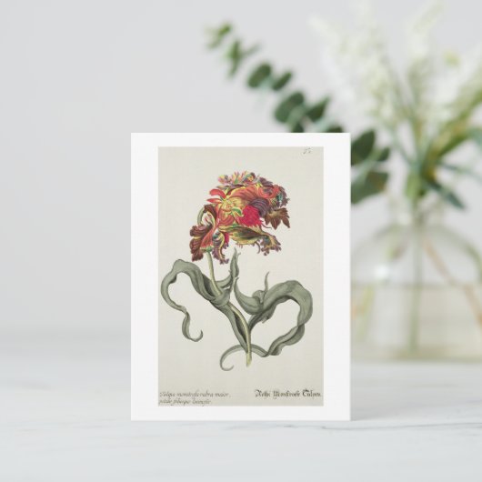 Tulipa Monstrosa Rubra Maior uit 'Phythanthoza Ic Briefkaart (Staand voorkant)