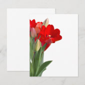 Tulips (Voorkant / Achterkant)