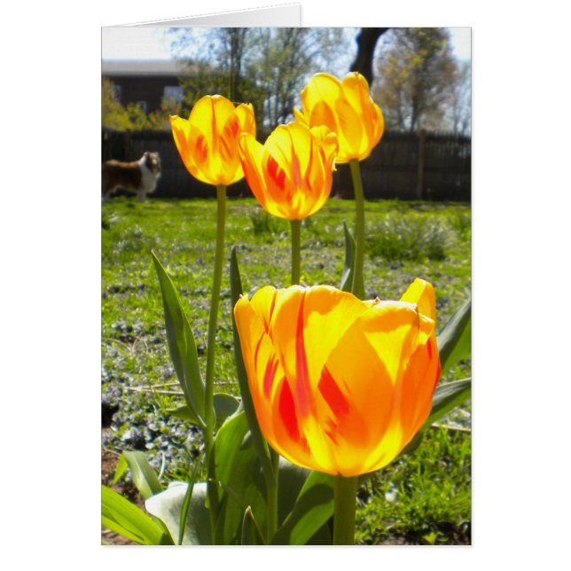 TULIPS (& A COLLIE) (Voorkant)