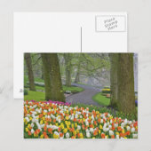Tulips and road, Keukenhof Gardens, Lisse Briefkaart (Voorkant / Achterkant)