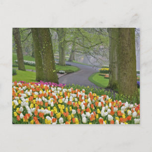 Tulips and road, Keukenhof Gardens, Lisse Briefkaart
