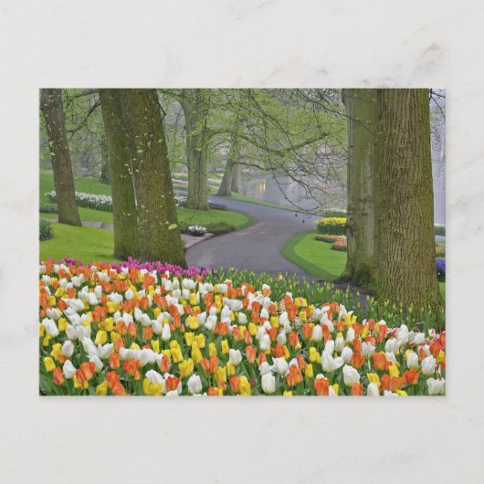 Tulips and road, Keukenhof Gardens, Lisse Briefkaart (Voorkant)