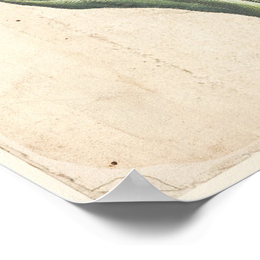 Tulips Antique Botanical Print Poster (Hoek)