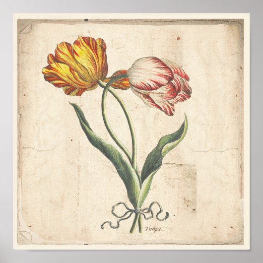 Tulips Antique Botanical Print Poster (Voorkant)