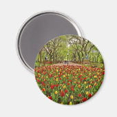 Tulips Central Park NYC Magneet (Voorkant / Achterkant)