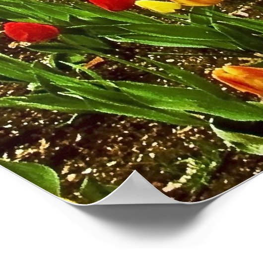 Tulips Central Park NYC Poster (Hoek)