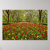 Tulips Central Park NYC Poster (Voorkant)