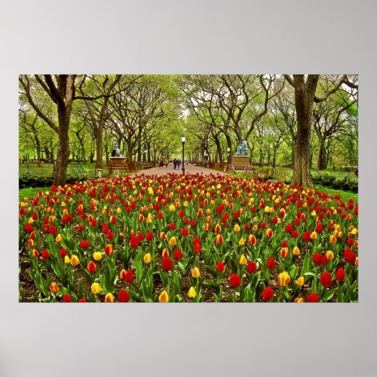 Tulips Central Park NYC Poster (Voorkant)
