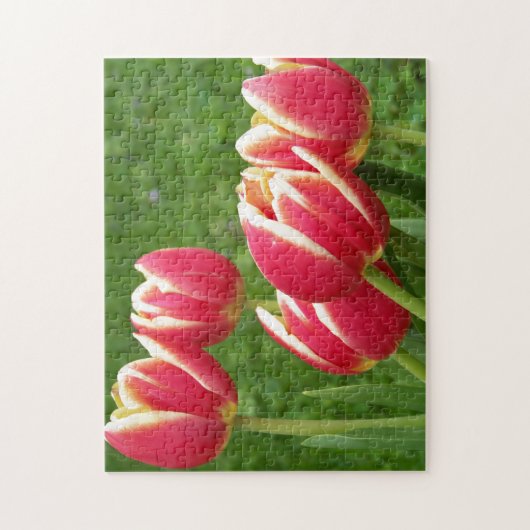 Tulips Closeup Legpuzzel (Verticaal)
