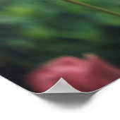 Tulips Floral Tulip Garden Spring Day Flowers Poster (Hoek)