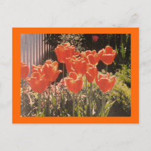Tulips Grand Briefkaart