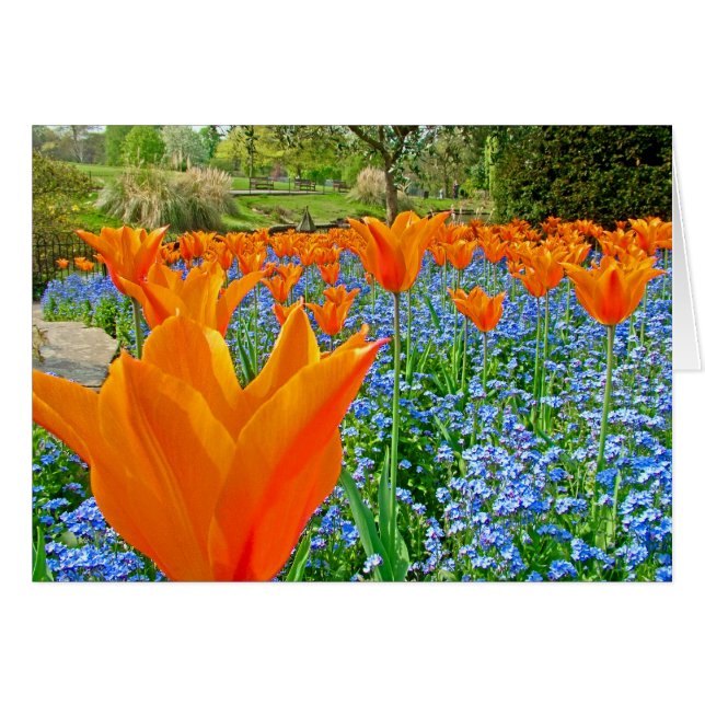 TULIPS IN GOLDERS HILL PARK (Voorkant Horizontaal)