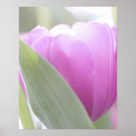 Tulips, Keukenhoff Gardens, Nederland. 2 Poster (Voorkant)