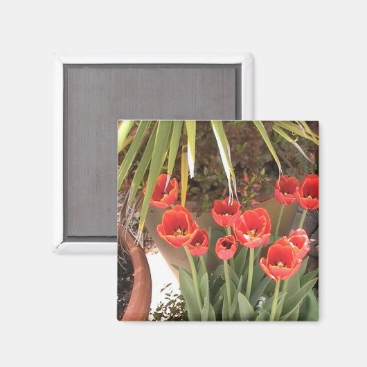 Tulips Magnet (Voorkant / Achterkant)