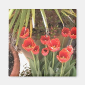 Tulips Magnet (Voorkant)