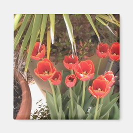 Tulips Magnet