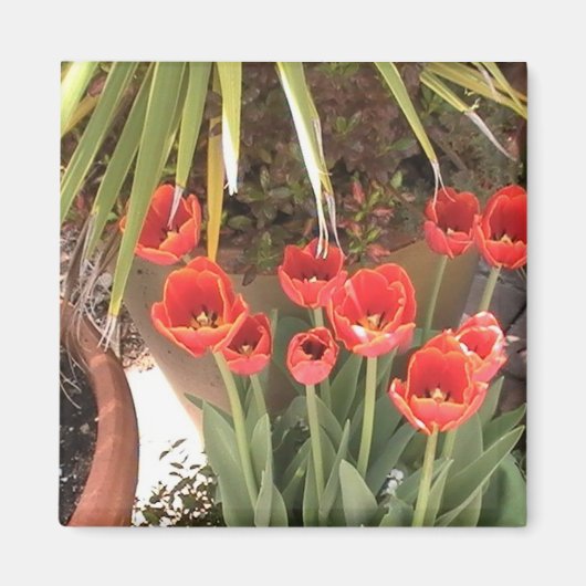Tulips Magnet (Voorkant)