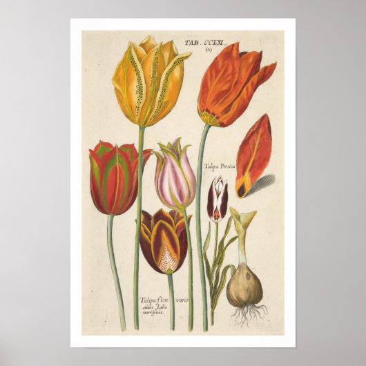Tulips Poster (Voorkant)