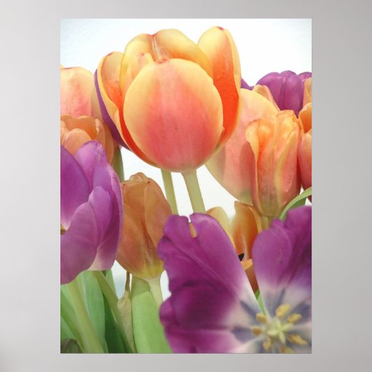 TULIPS-POSTER POSTER (Voorkant)