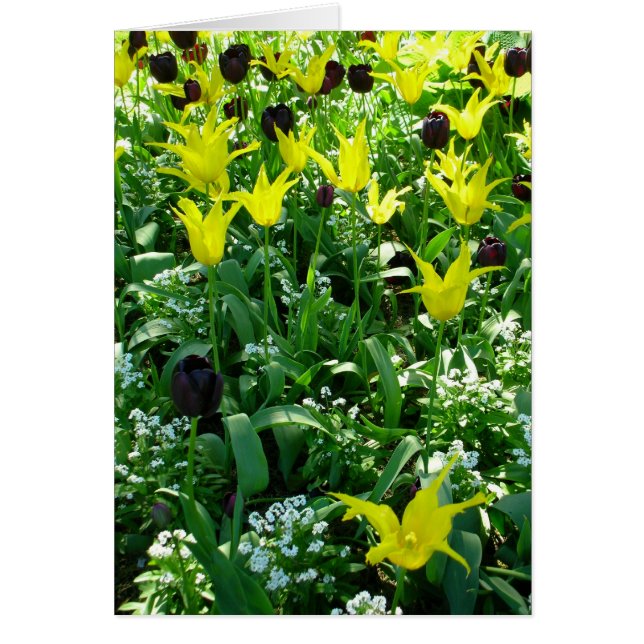 Tulips Vancouver (Voorkant)