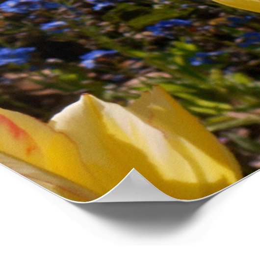 Tulips & vergeet-me-nots poster (Hoek)