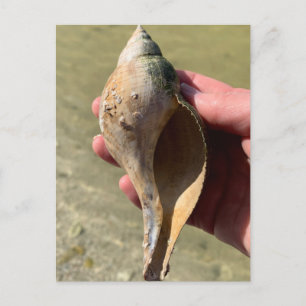 Tulipschelp Florida Onderwaterleven Fotografie  Briefkaart
