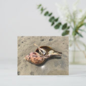 Tulipschelp Heremietkreeft Schelpansichtkaart Briefkaart (Staand voorkant)