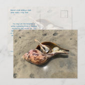 Tulipschelp Heremietkreeft Schelpansichtkaart Briefkaart (Voorkant / Achterkant)