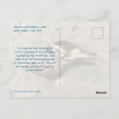 Tulipschelp Heremietkreeft Schelpansichtkaart Briefkaart (Achterkant)