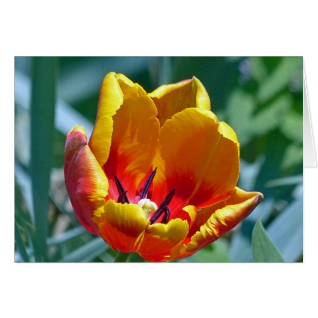 Tulp (Voorkant Horizontaal)
