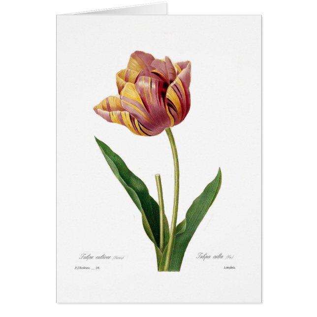 Tulp (Voorkant)