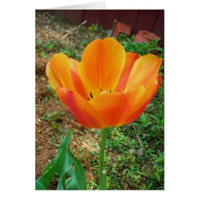 Tulp (Voorkant)