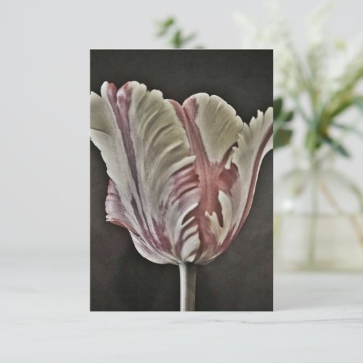 Tulp (Staand voorkant)