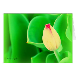 Tulp